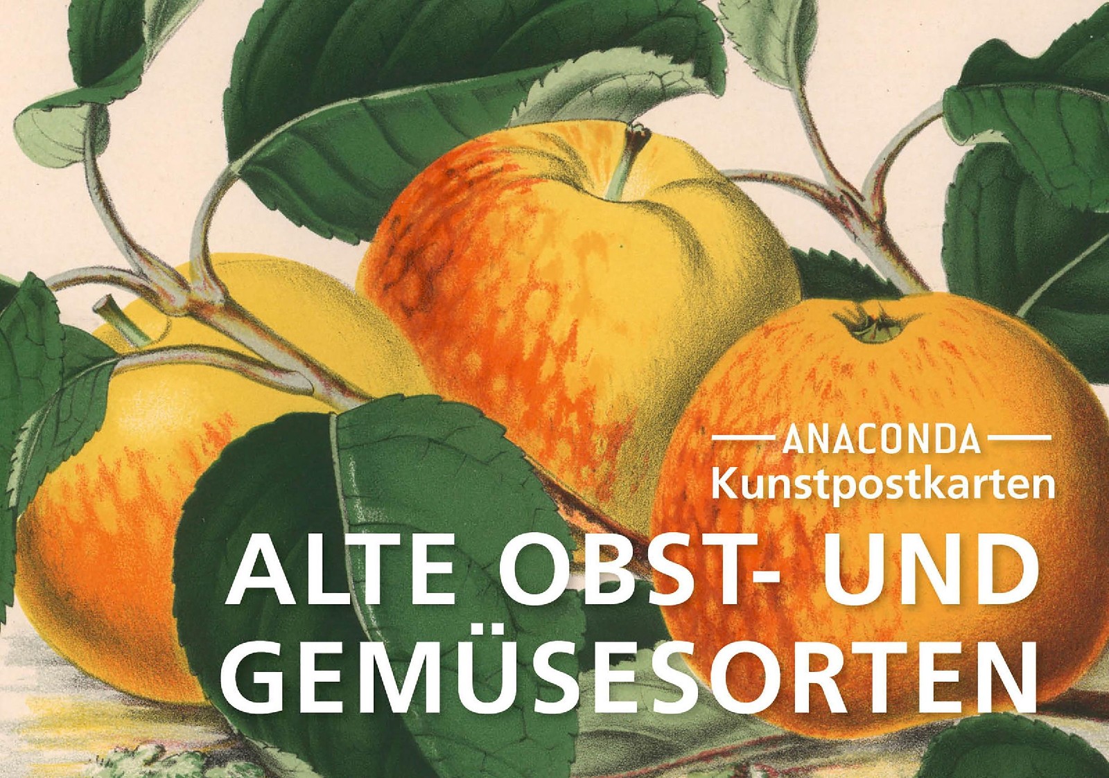 Postkarten-Set: Alte Obst- und Gemüsesorten