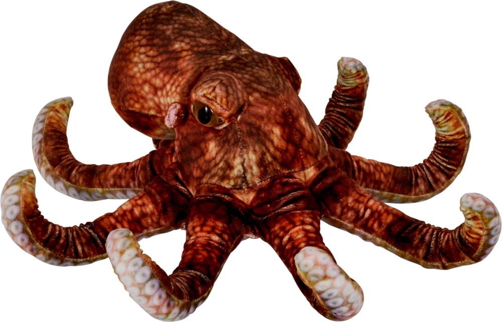 Nature Zoom Wild: Oktopus (40cm)