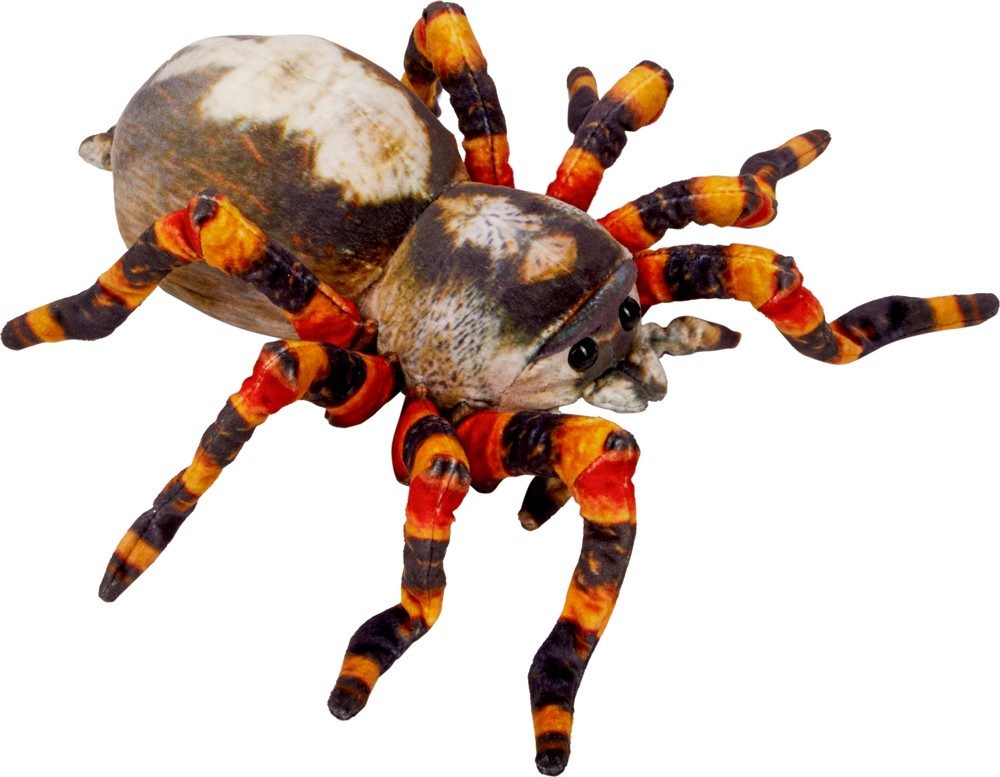 Nature Zoom Wild: Spinne (37cm)